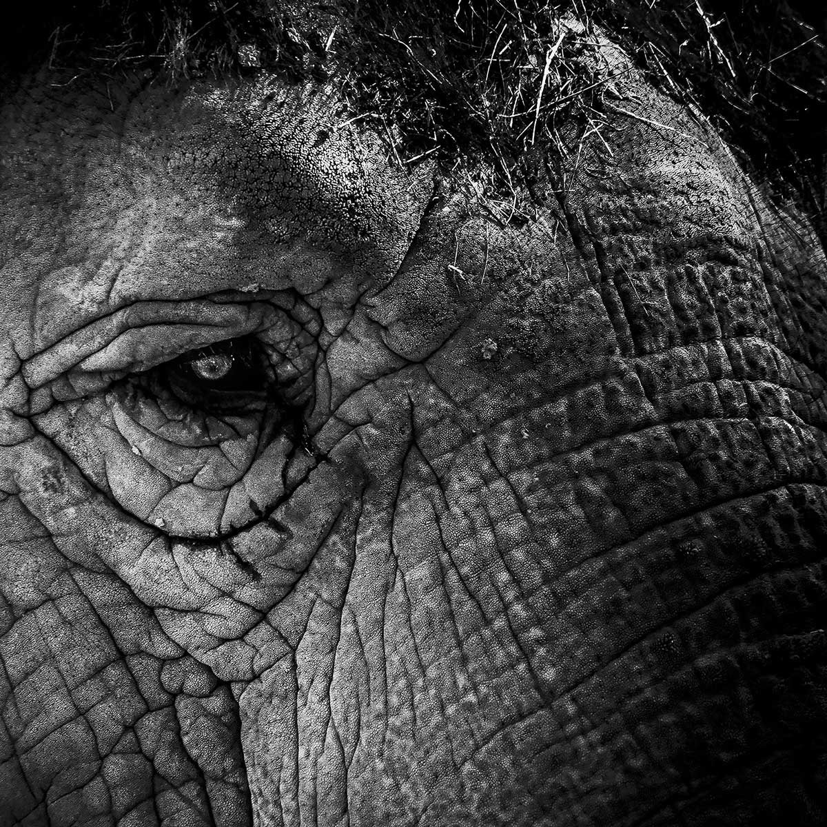 Affiche éléphant close up Affiche sous cadre noir