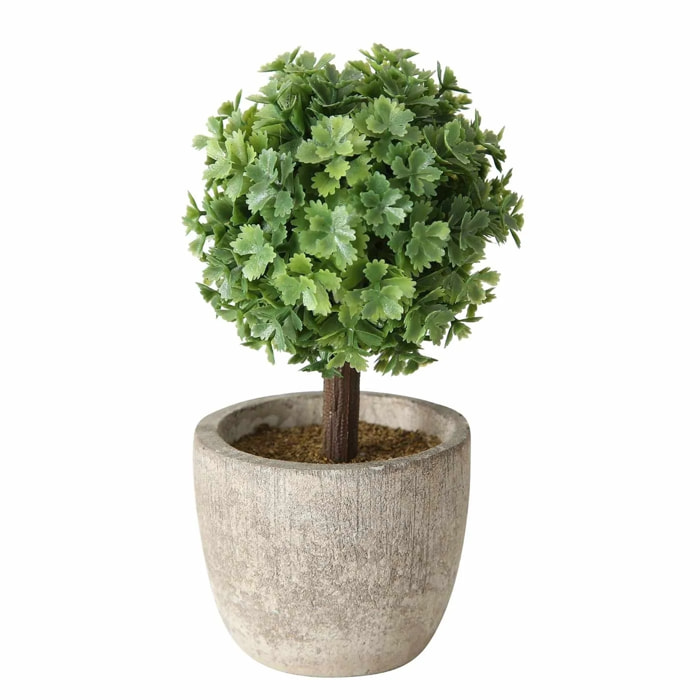 Planta pandora 14cm