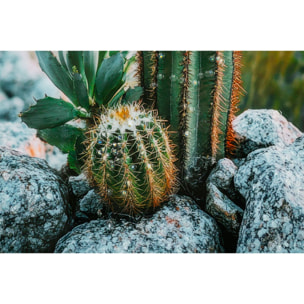 STAMPA SU TELA LACCATA C/CORNICE CACTUS -A- CM 60X4X90