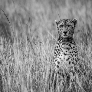 Affiche animaux Cheetah Affiche + cadre en bois - Chêne