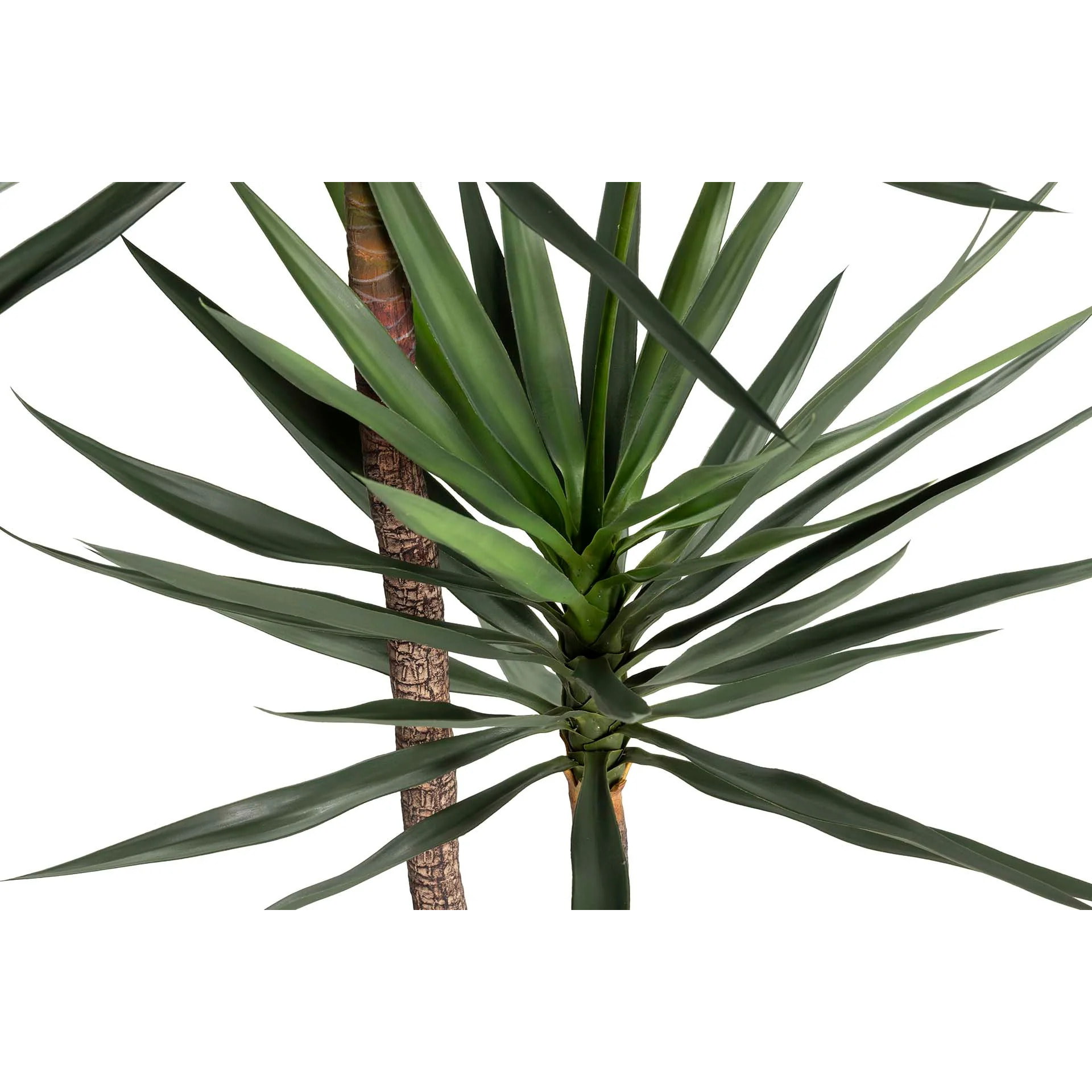 Planta Yucca 90x70x180 Cm