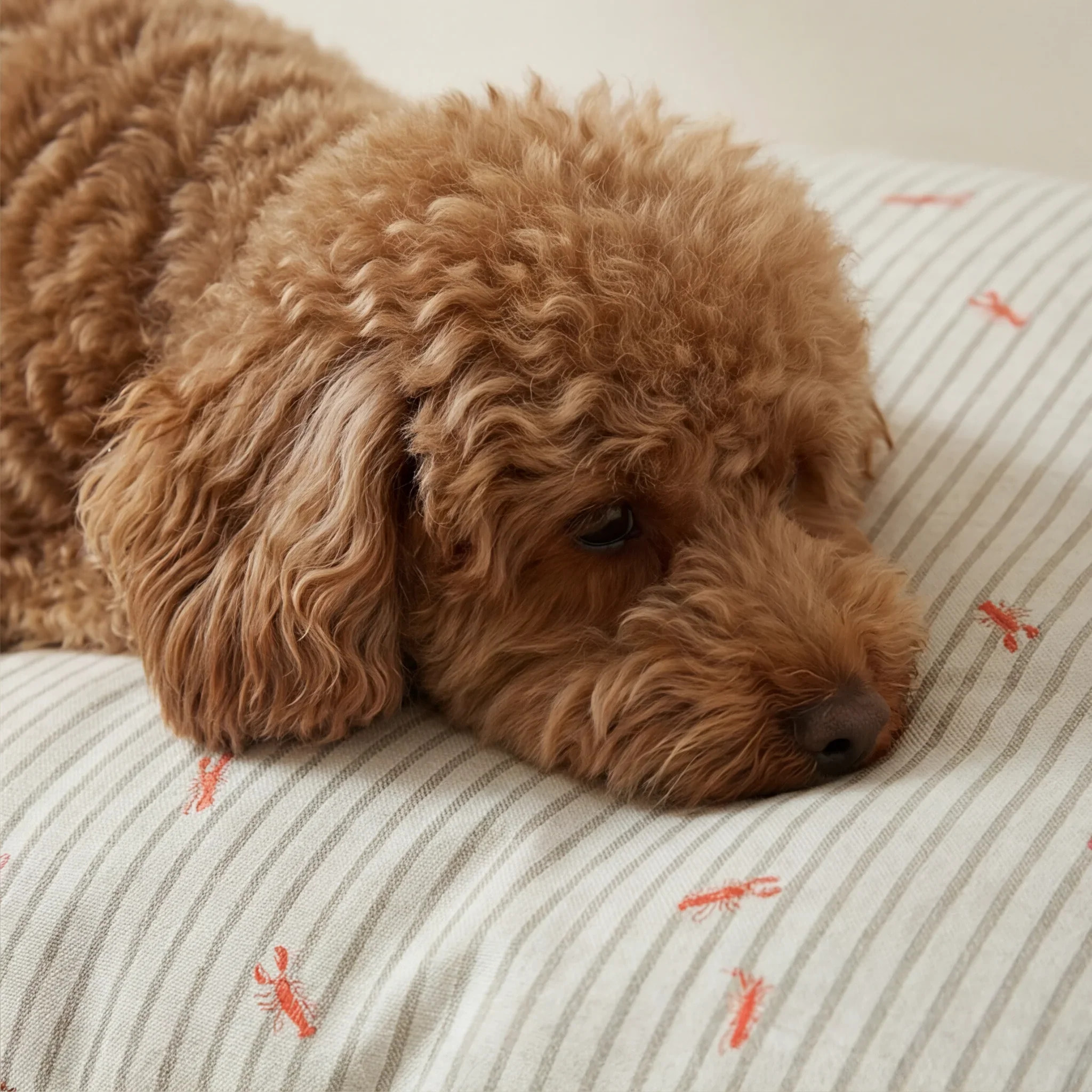 Lit pour animaux déhoussable et antitaches Milu