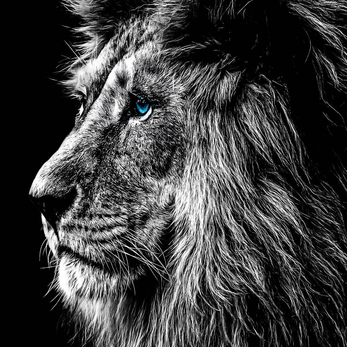 Affiche encadrée lion noir et blanc regard bleu Affiche + cadre en métal - Noir