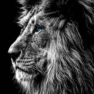 Affiche encadrée lion noir et blanc regard bleu Affiche + cadre en métal - Noir