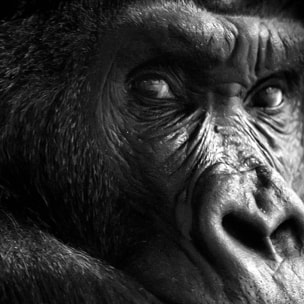 Affiche encadrée portrait de gorille en noir et blanc Affiche + cadre en métal - Noir