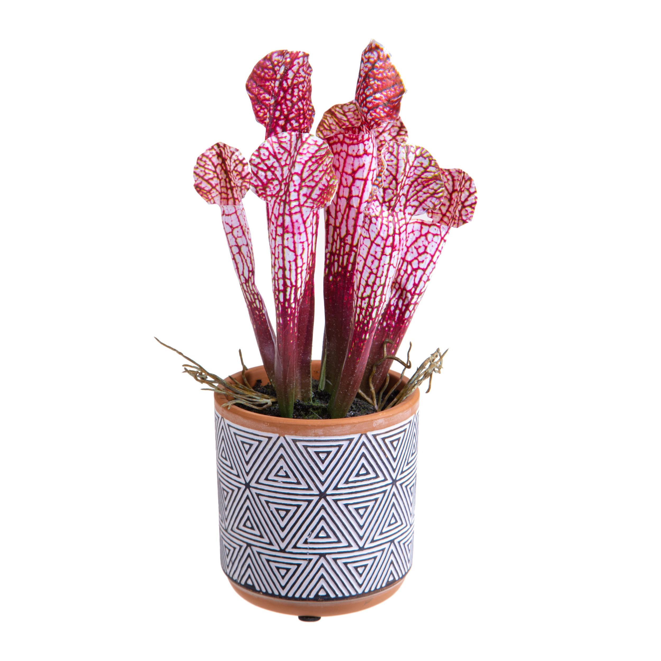 Pianta Di Sarracenia In Vaso . Altezza 26 Cm - Pezzi 4 - 12X26X11cm - Colore: Verde - Bianchi Dino - Piante Artificiali