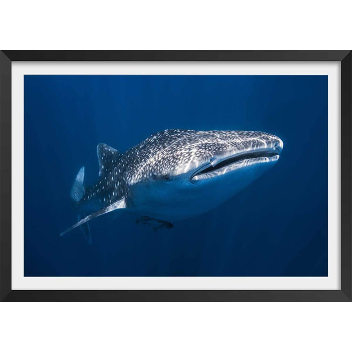 Affiche Requin baleine Affiche + cadre en bois - Noir