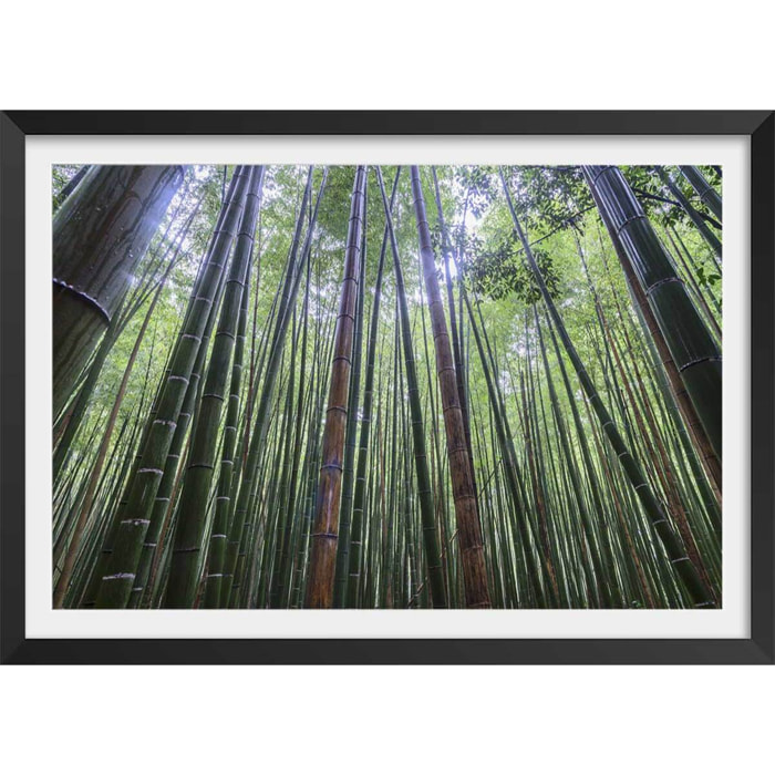 Affiche zen Bambous Geants Affiche + cadre en bois - Noir