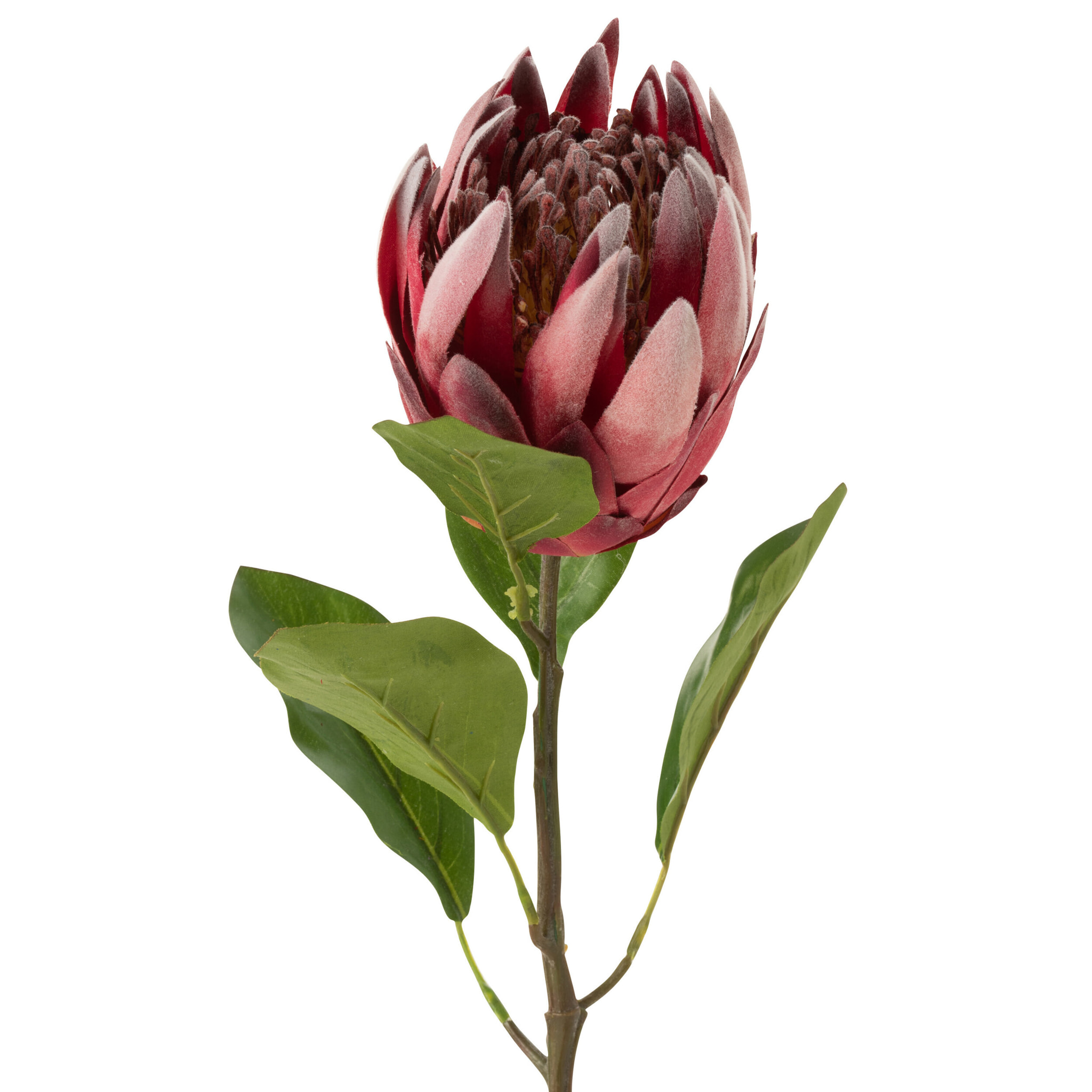 J-Line décoration branche Protea - plastique - rouge foncé - 6 pcs