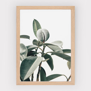 Poster Green plant