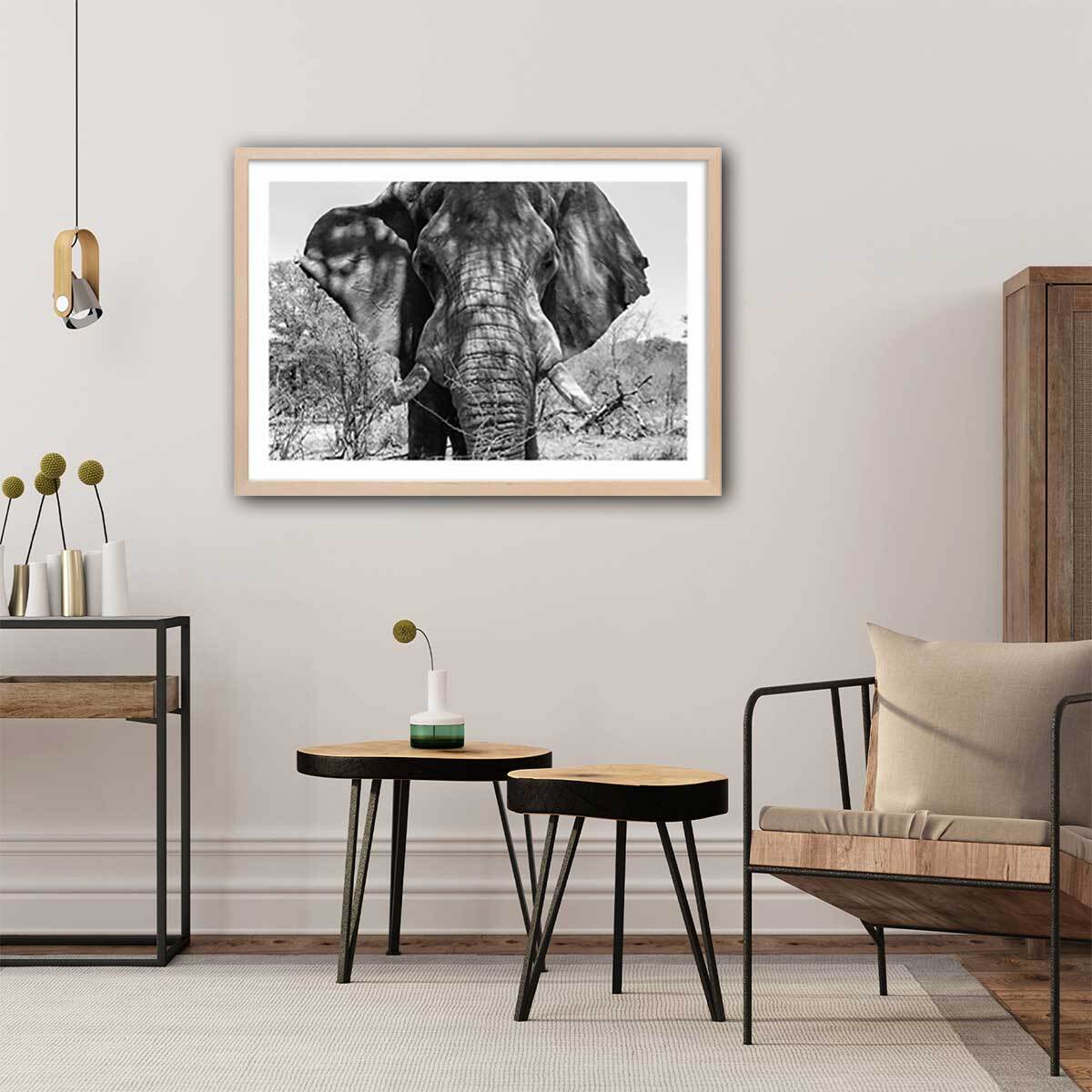 Poster éléphant d'afrique Affiche + cadre en bois - Chêne