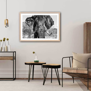 Poster éléphant d'afrique Affiche + cadre en bois - Chêne