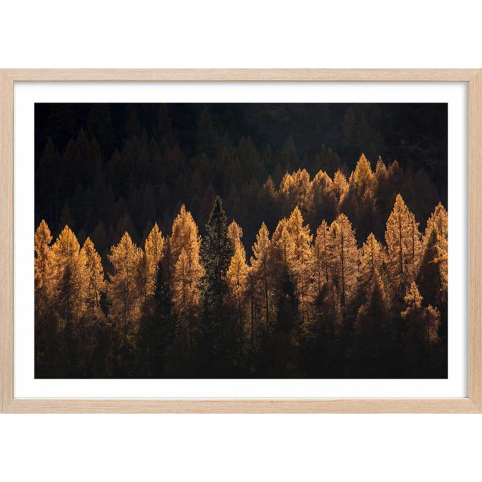 Affiche mélèzes d' automne Affiche + cadre en bois - Chêne