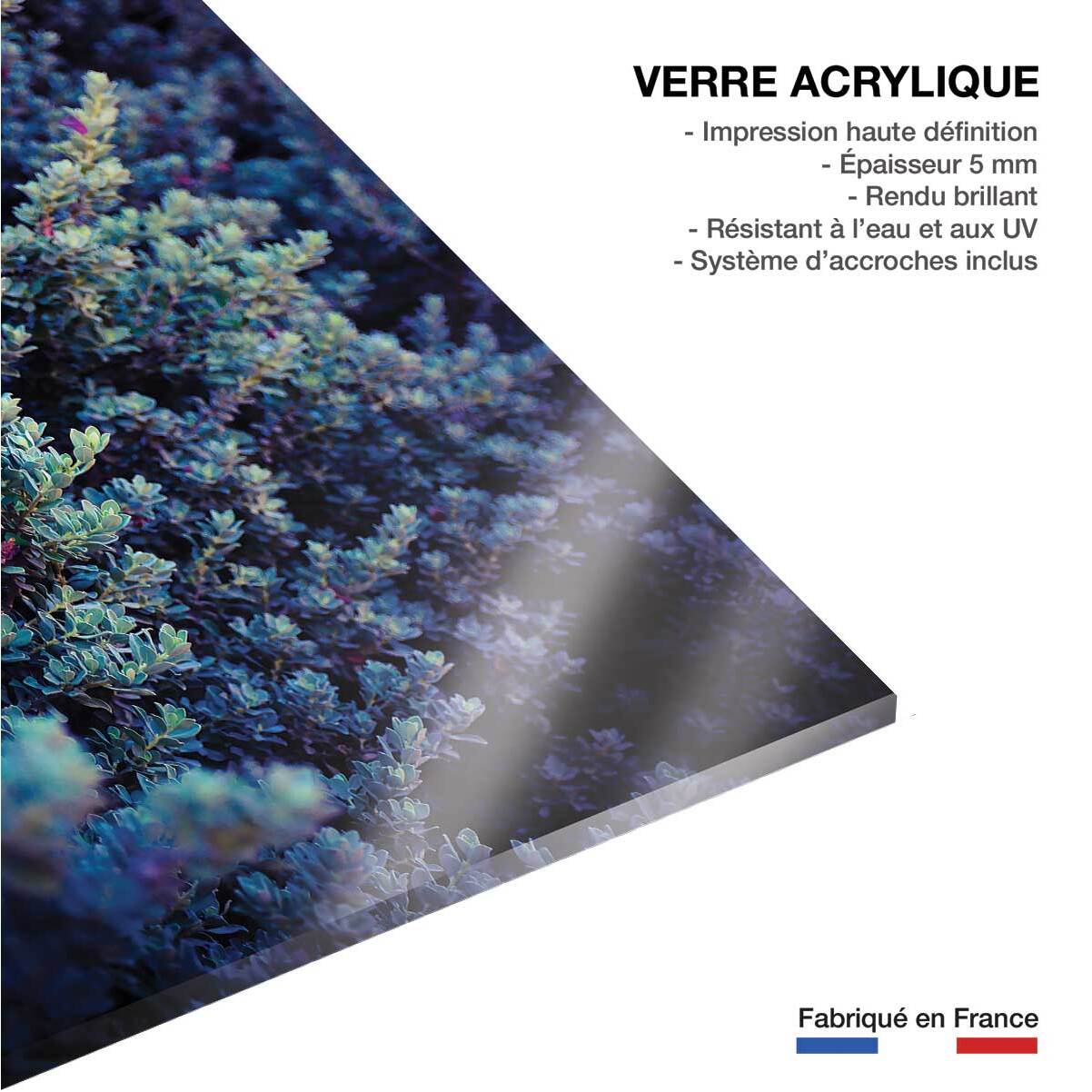 Tableau macro plante grasse collector Tableau plexiglas