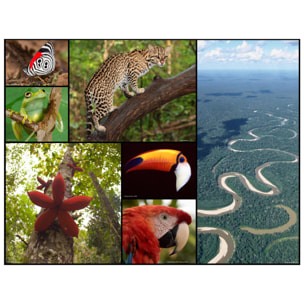 WWF ROMPECABEZAS - AMAZONAS 48 PIEZAS