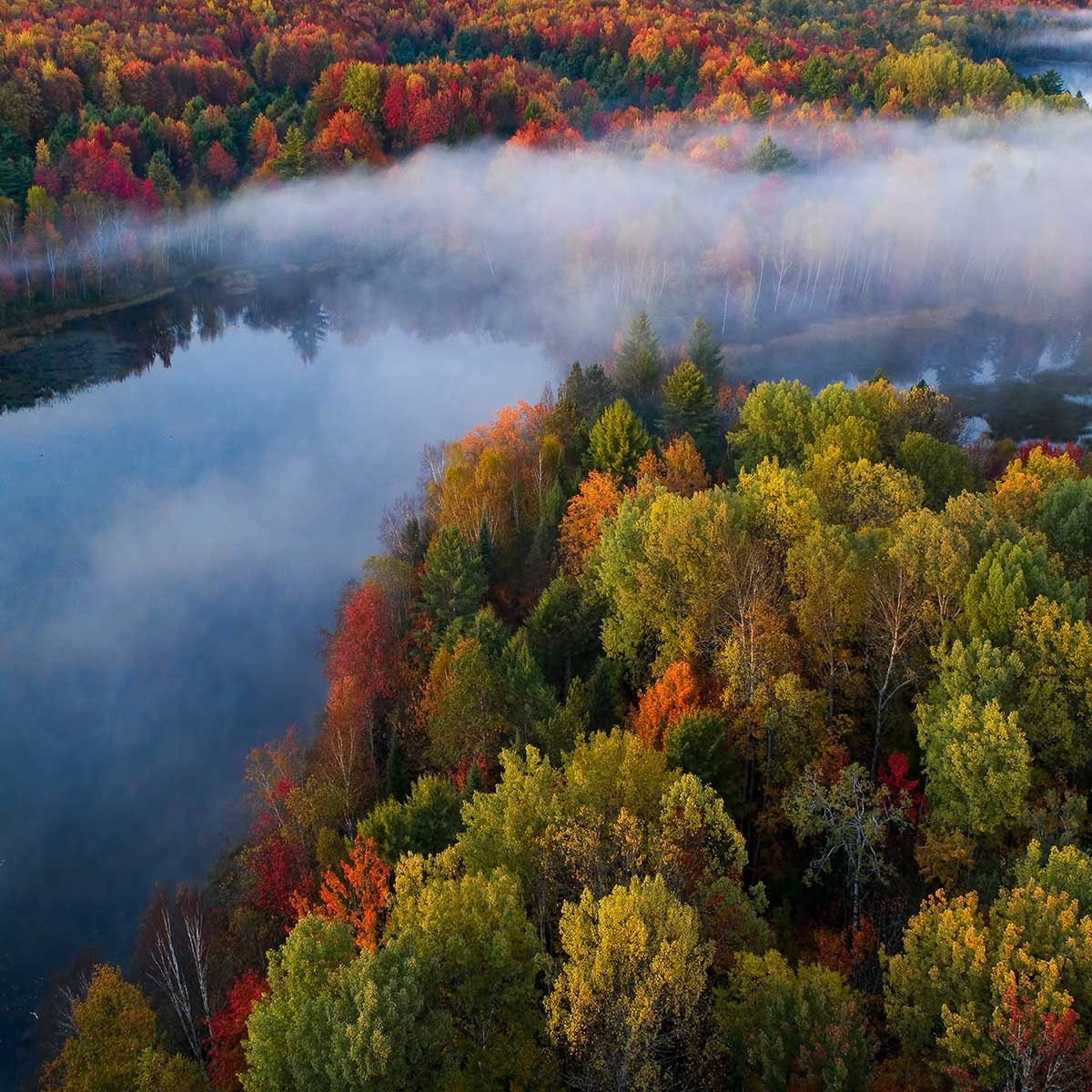 Tableau forêt et symphonie d'automne Tableau alu Dibond