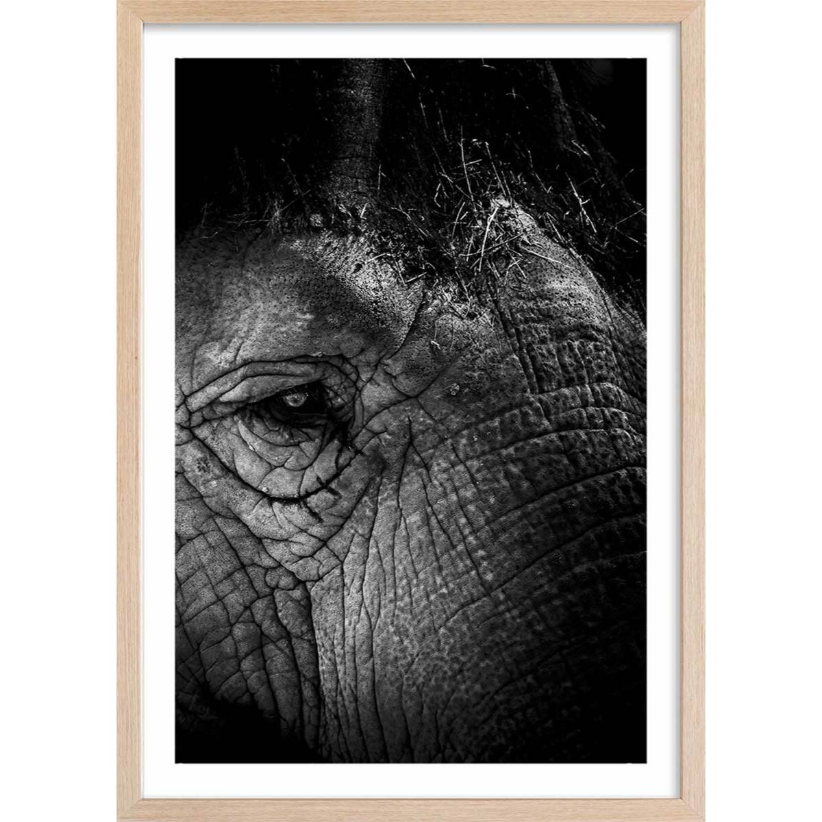 Affiche éléphant close up Affiche + cadre en bois - Chêne