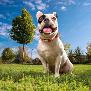 Collar Para Perros Marvel