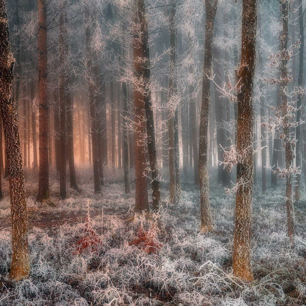 Affiche paysage de glace et de feu Affiche + cadre en bois - Chêne