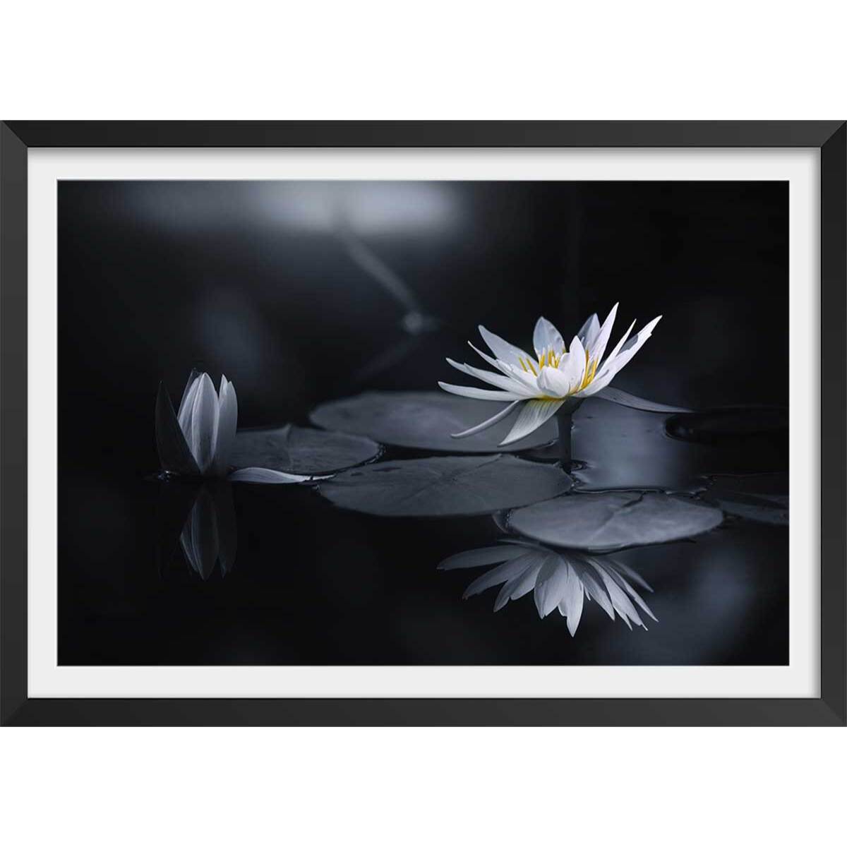 Affiche fleurs Alba nénuphar Affiche + cadre en bois - Noir