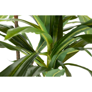 Planta Fragancias Dracaena 70x70x160 Cm