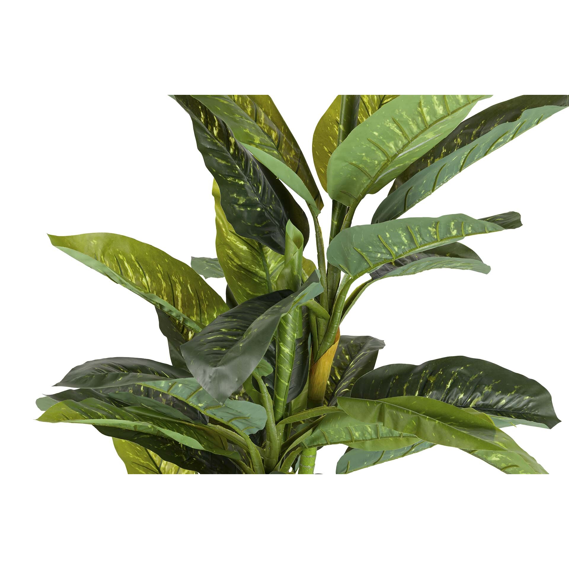 Planta Dieffenbachia Amoena Con Maceta 70x70x160cm