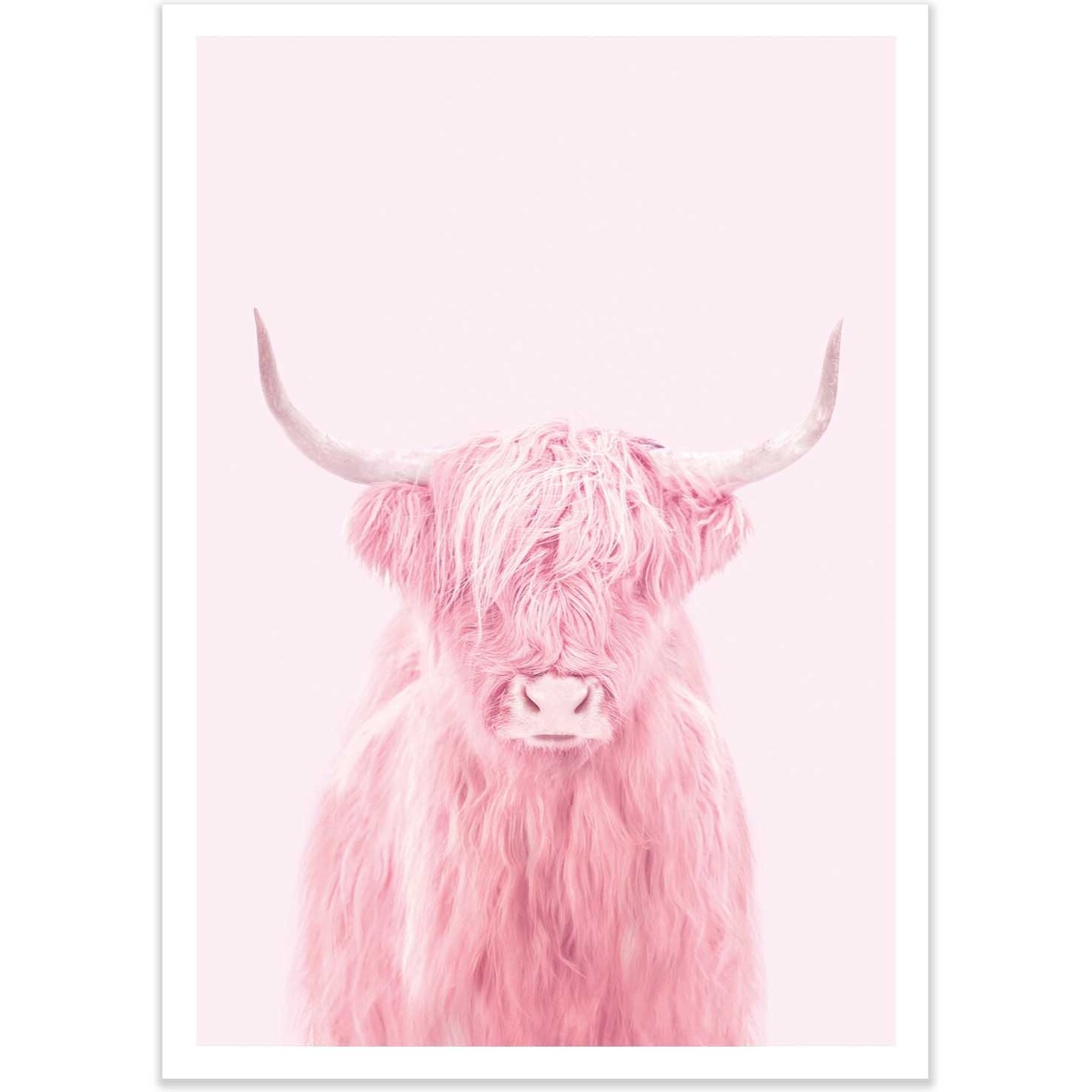 Affiche - Highland cow - Paul Fuentes