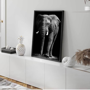 Affiche encadrée éléphant majestueux sur fond noir Affiche + cadre en métal - Noir