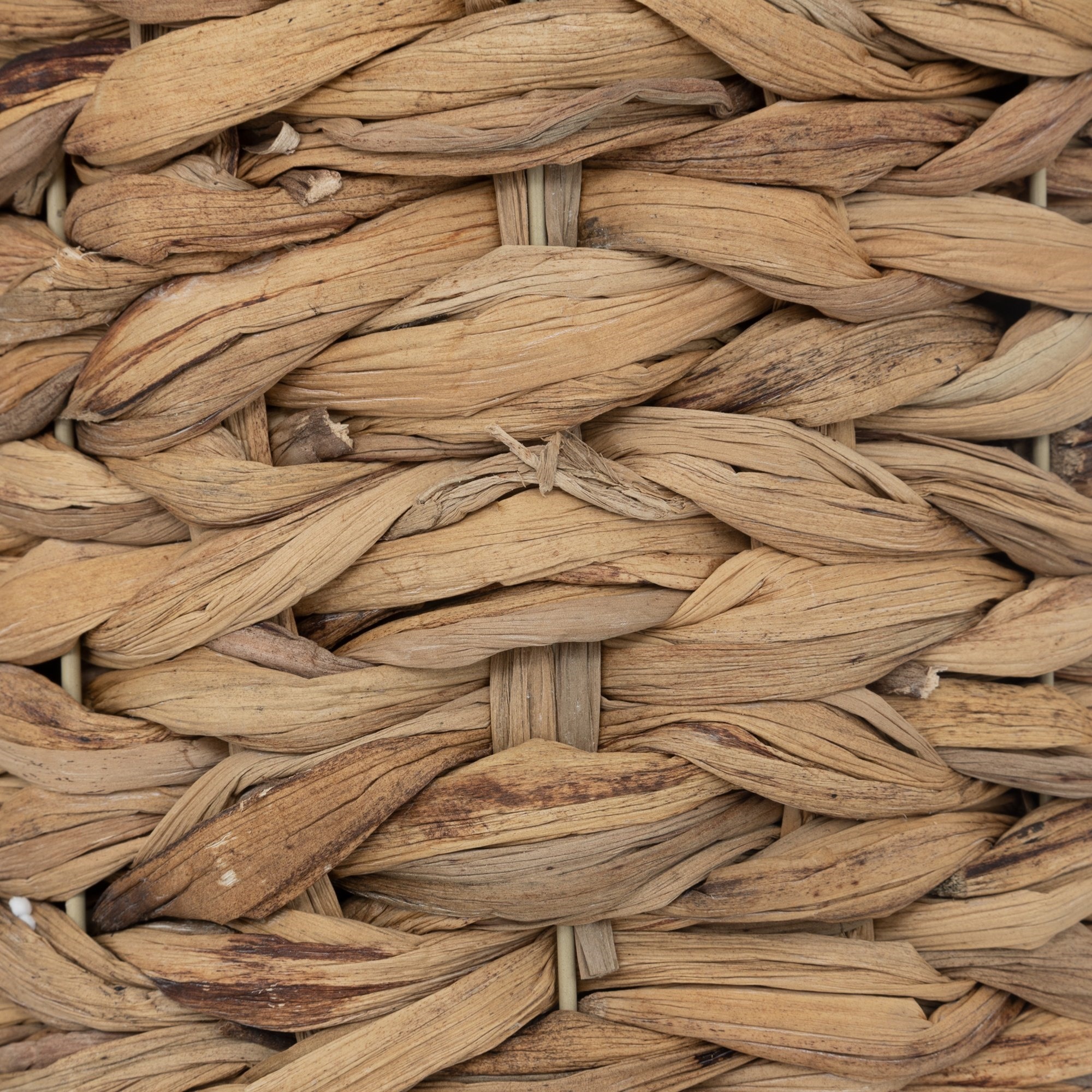 Hierba con maceta natural, 70 cm de alto