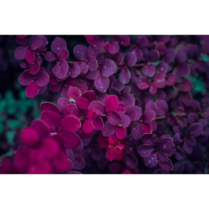 Tableau fleurs de lilas au printemps Tableau plexiglas