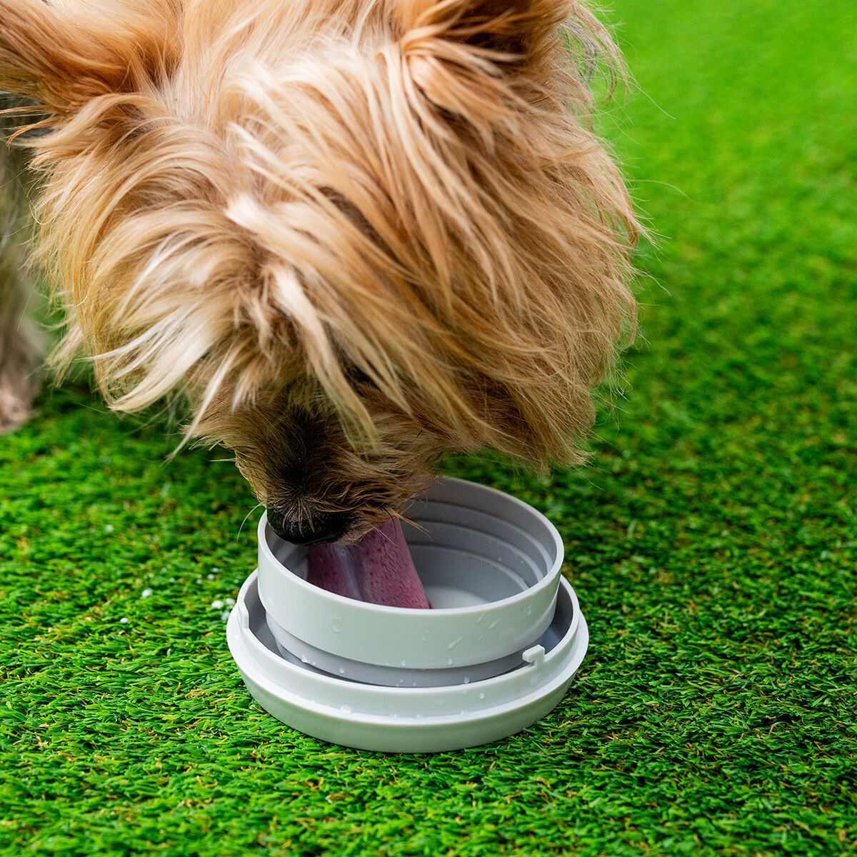Pack Gant pour Brosser et Masser les Animaux Domestiques et Laisse de chien rétractable 6 en 1 InnovaGoods