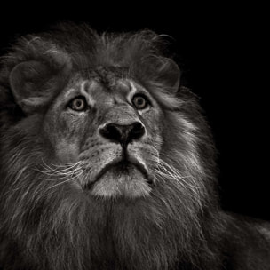 Tableau majestueux roi des animaux Tableau alu Dibond