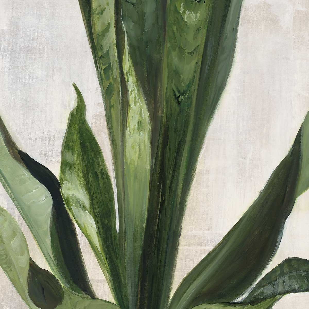 Poster Sanseveria aquarelle Affiche sous cadre noir