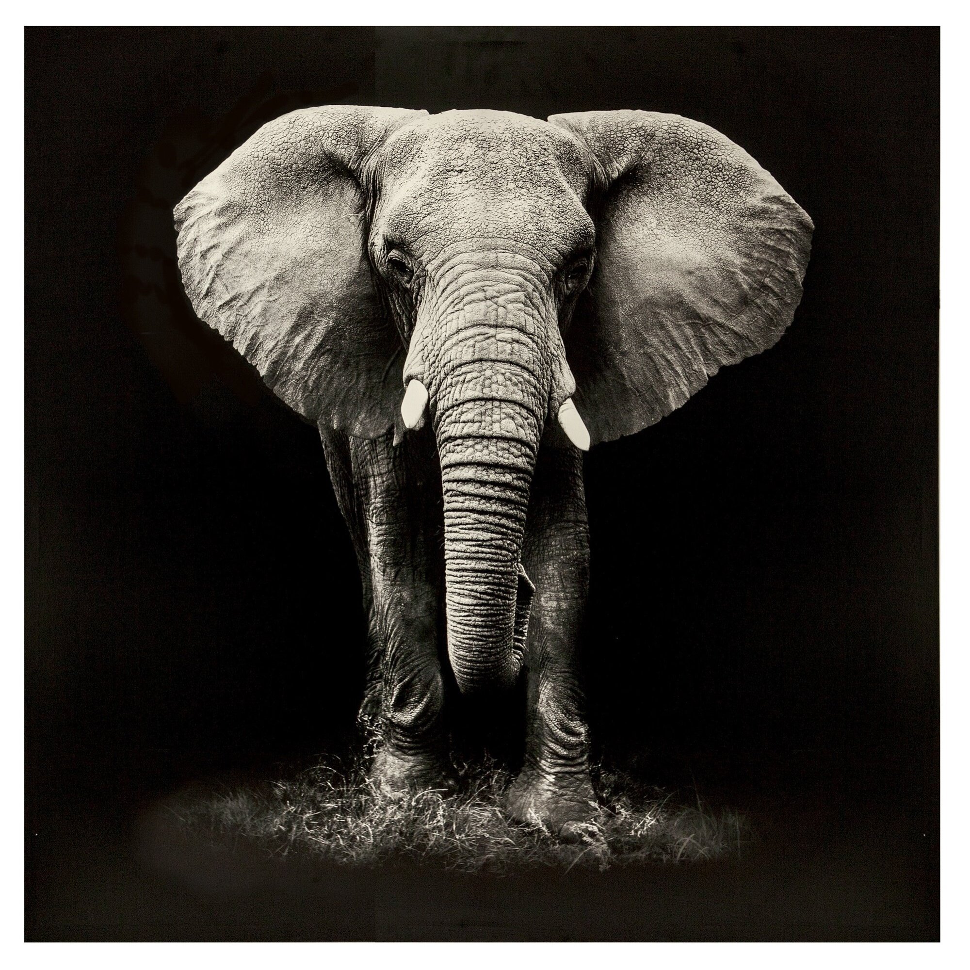 Lona estampada con diseño de Elefante 100X100
