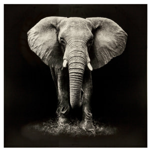Lona estampada con diseño de Elefante 100X100