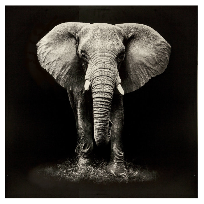 Lona estampada con diseño de Elefante 100X100