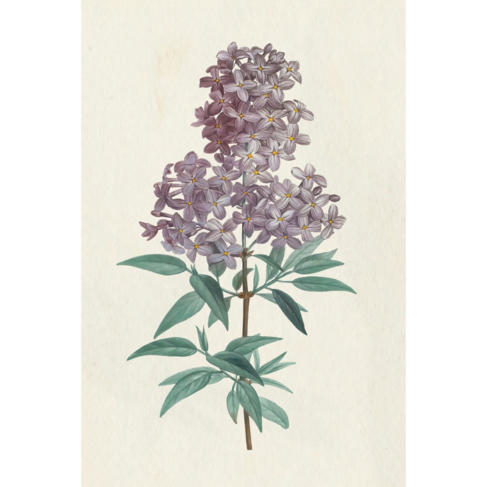 Tableau fleurs gravure de lilas vintage Toile imprimée