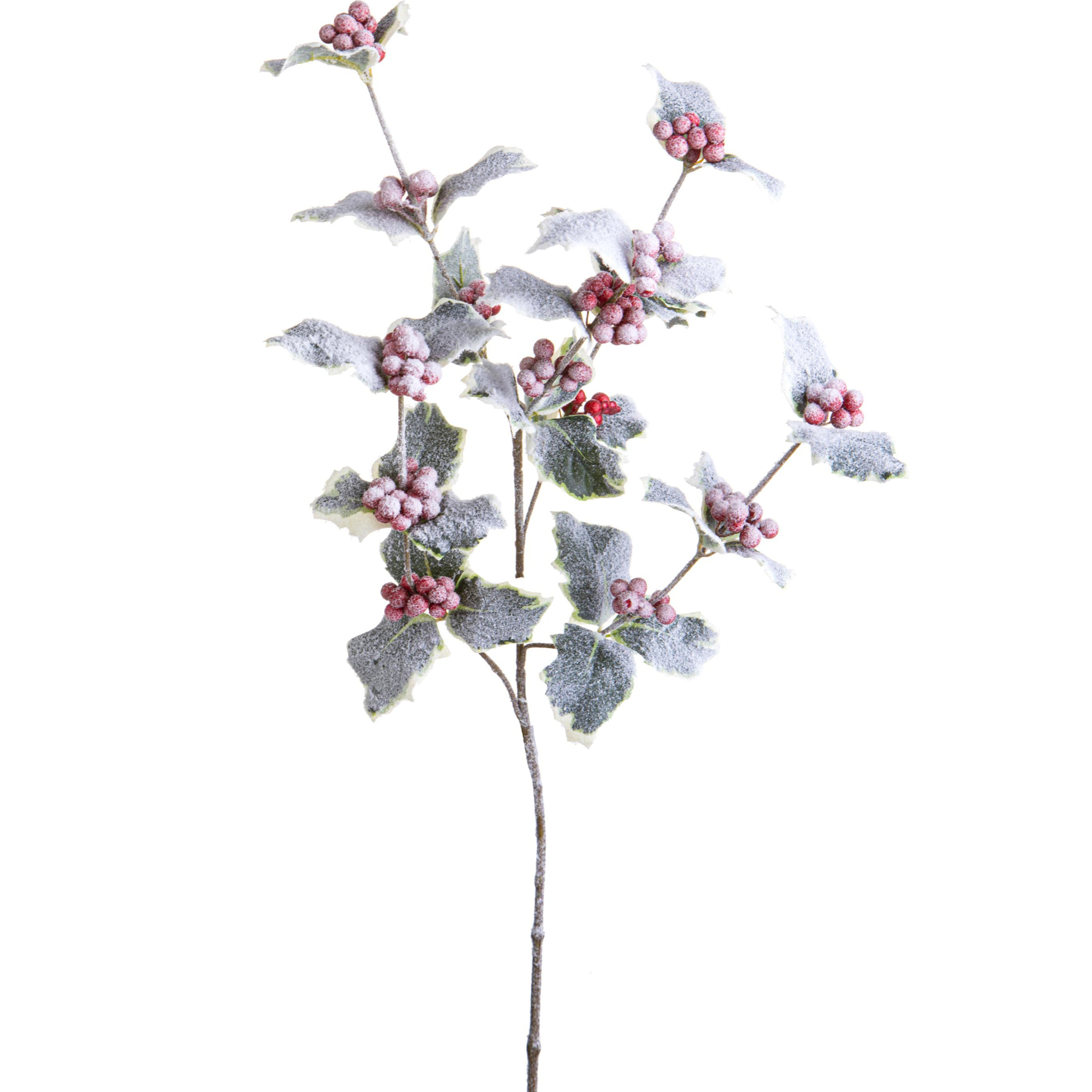 Agrifoglio - Pezzi 12 - 17xH66x15cm - Bianchi Dino SpA