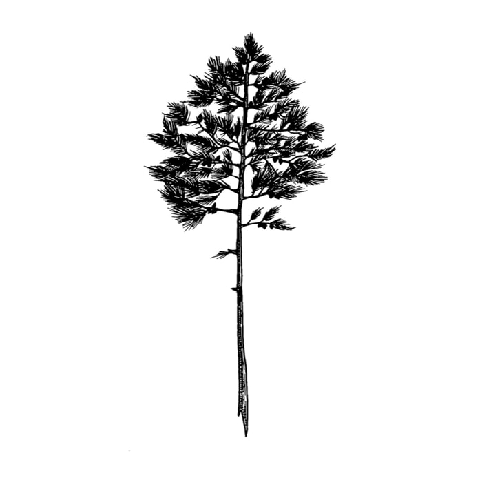 Tableau pin landais Tableau alu Dibond