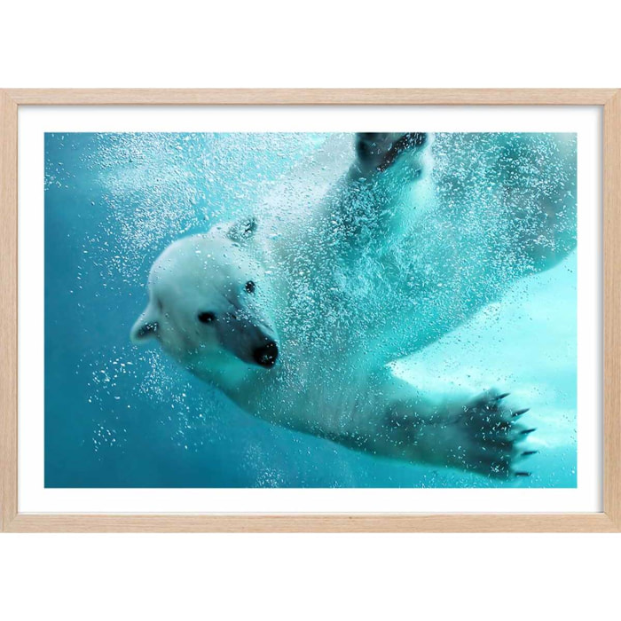Affiche ours blanc en plein plongeon Affiche sous cadre bois