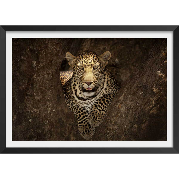 Affiche masai léopard Affiche + cadre en bois - Noir