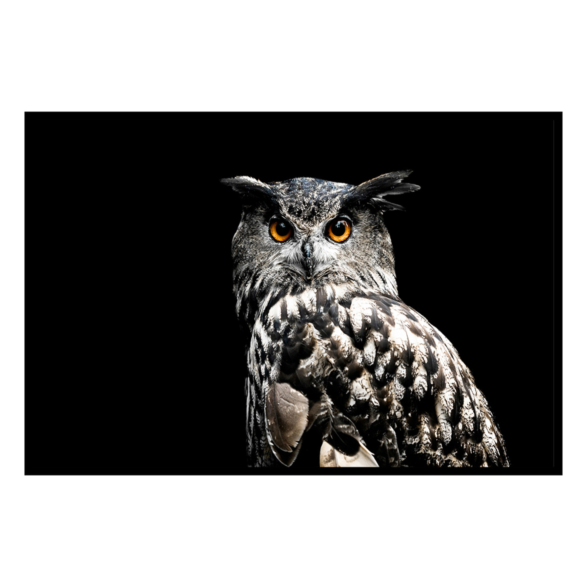 Affiche encadrée canard graphique Affiche + cadre en métal - Noir