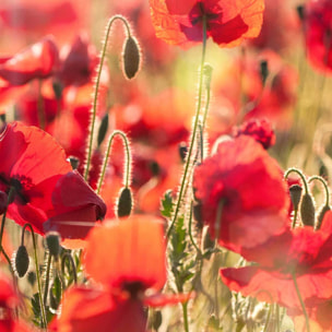 Affiche encadrée champ de coquelicots lumineux Affiche + cadre en métal - Noir