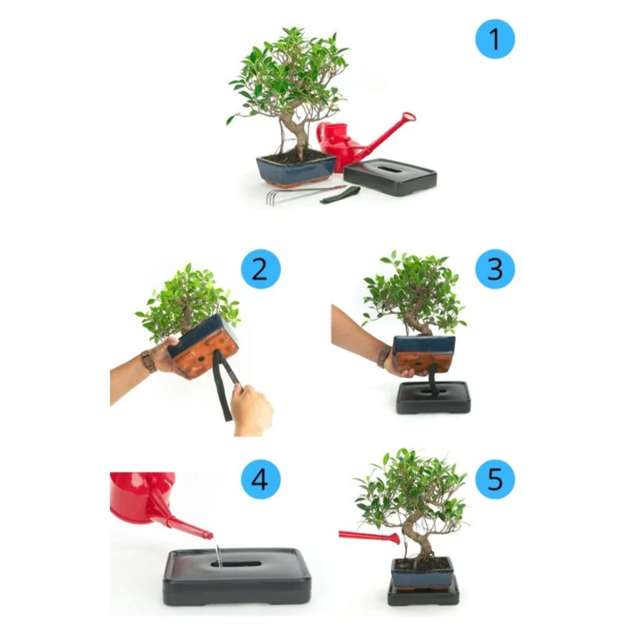Sistema de auto riego para bonsáis 15 cm