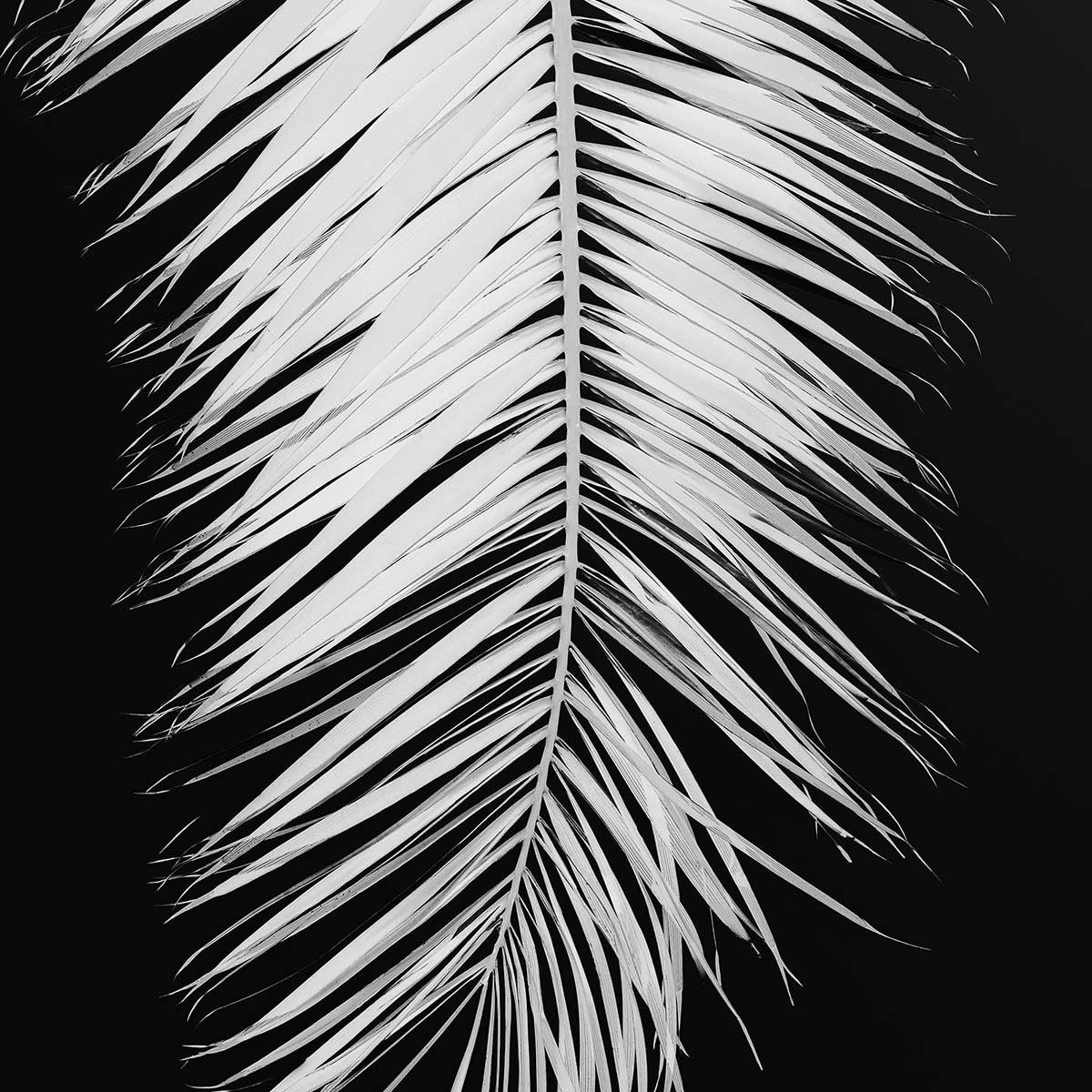 Poster palme x Affiche sous cadre noir