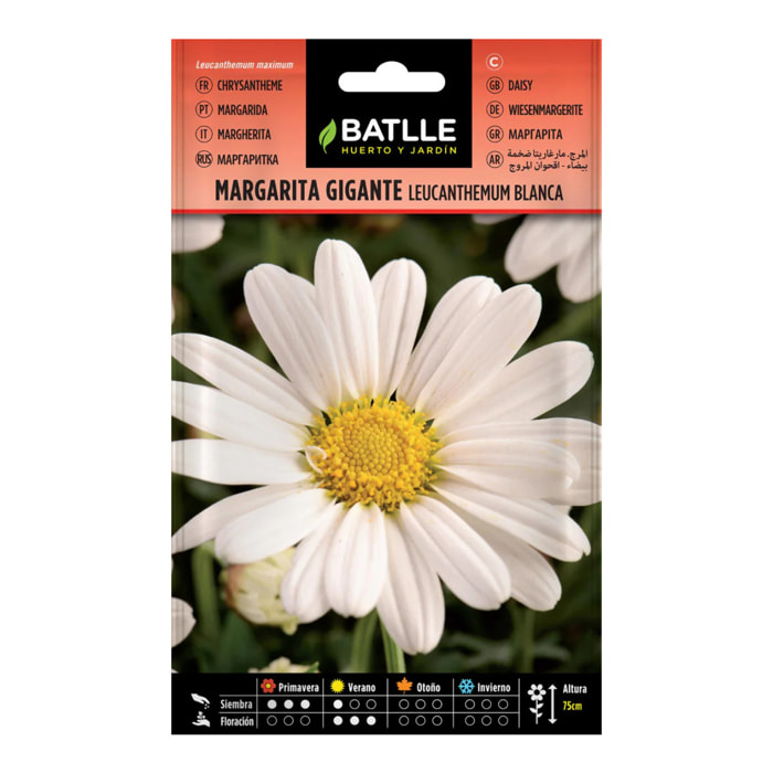 Semillas de Margarita gigante Batlle