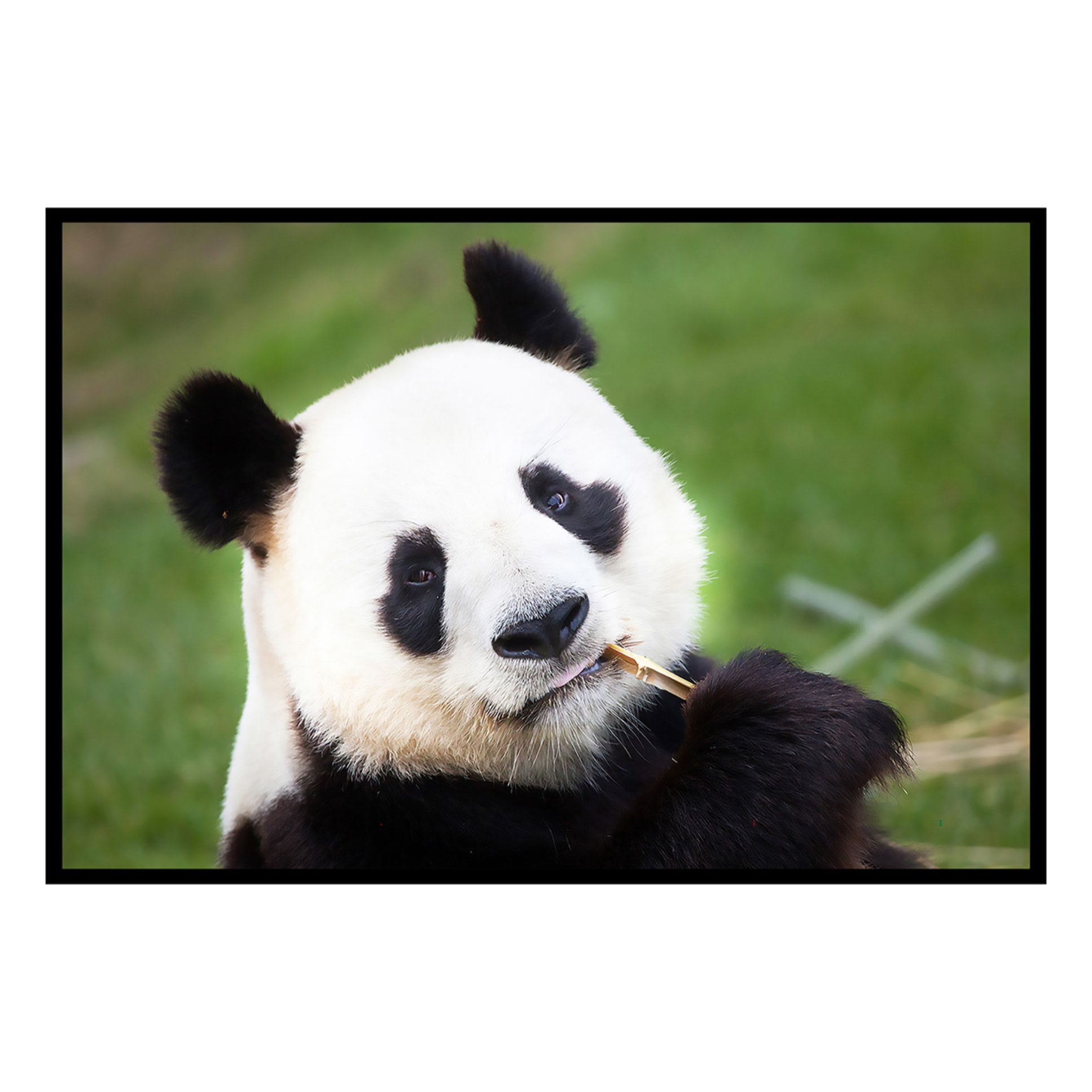 Affiche encadrée panda géant mangeant du bambou Affiche + cadre en métal - Noir