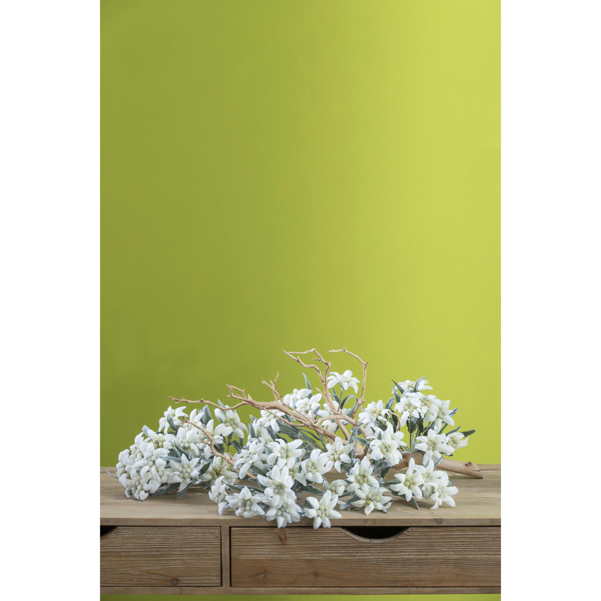 Stella alpina - Pezzi 12 - 14xH25,5x14cm - Bianchi Dino SpA