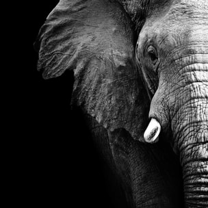 Tableau photo éléphant Tableau plexiglas