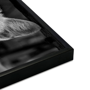 Affiche encadrée – Chat au regard doré, intensité et mystère Affiche + cadre en métal - Noir